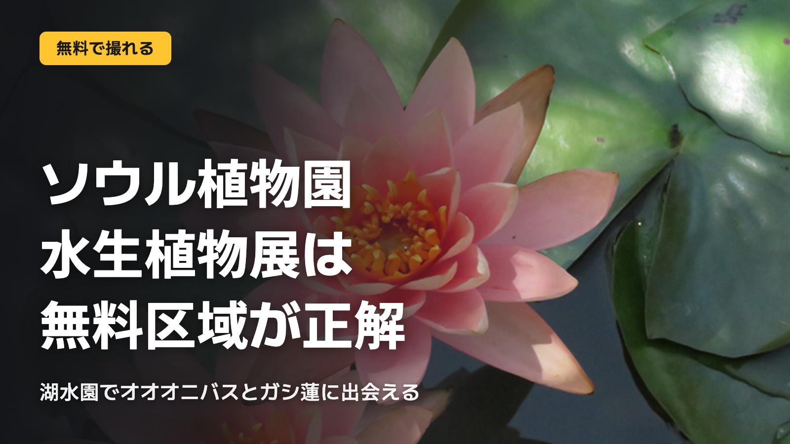 ソウル植物園 水生植物展、無料区域が正解