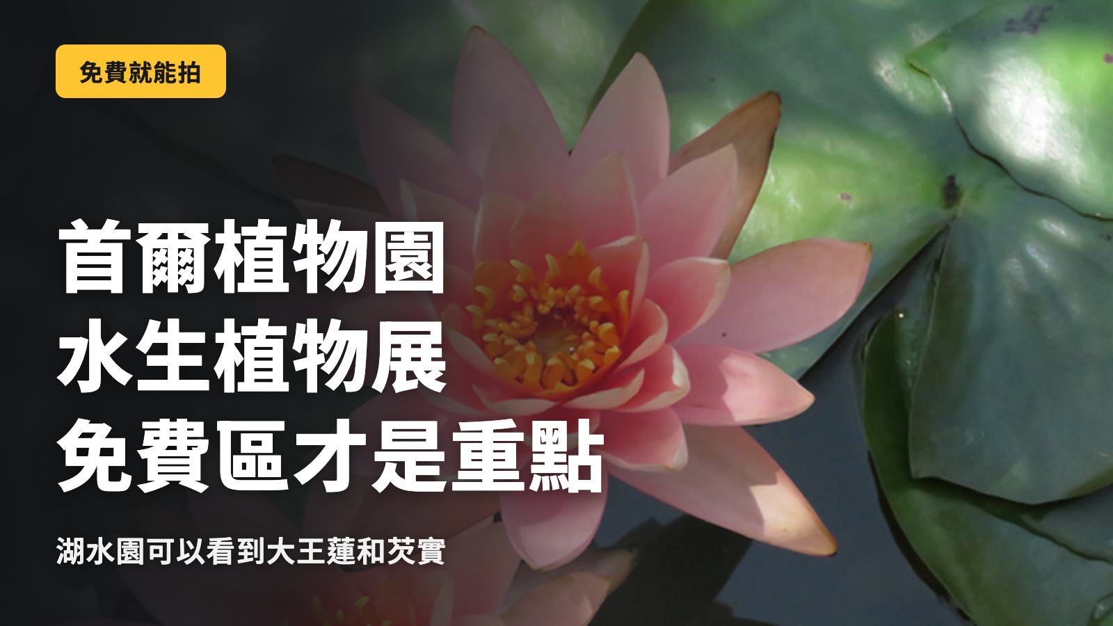 首爾植物園水生植物展，免費區域才是正確選擇
